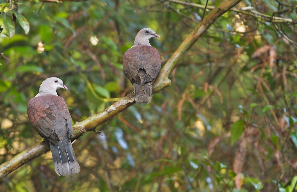 Mountain Imperial-Pigeon - ML247148921