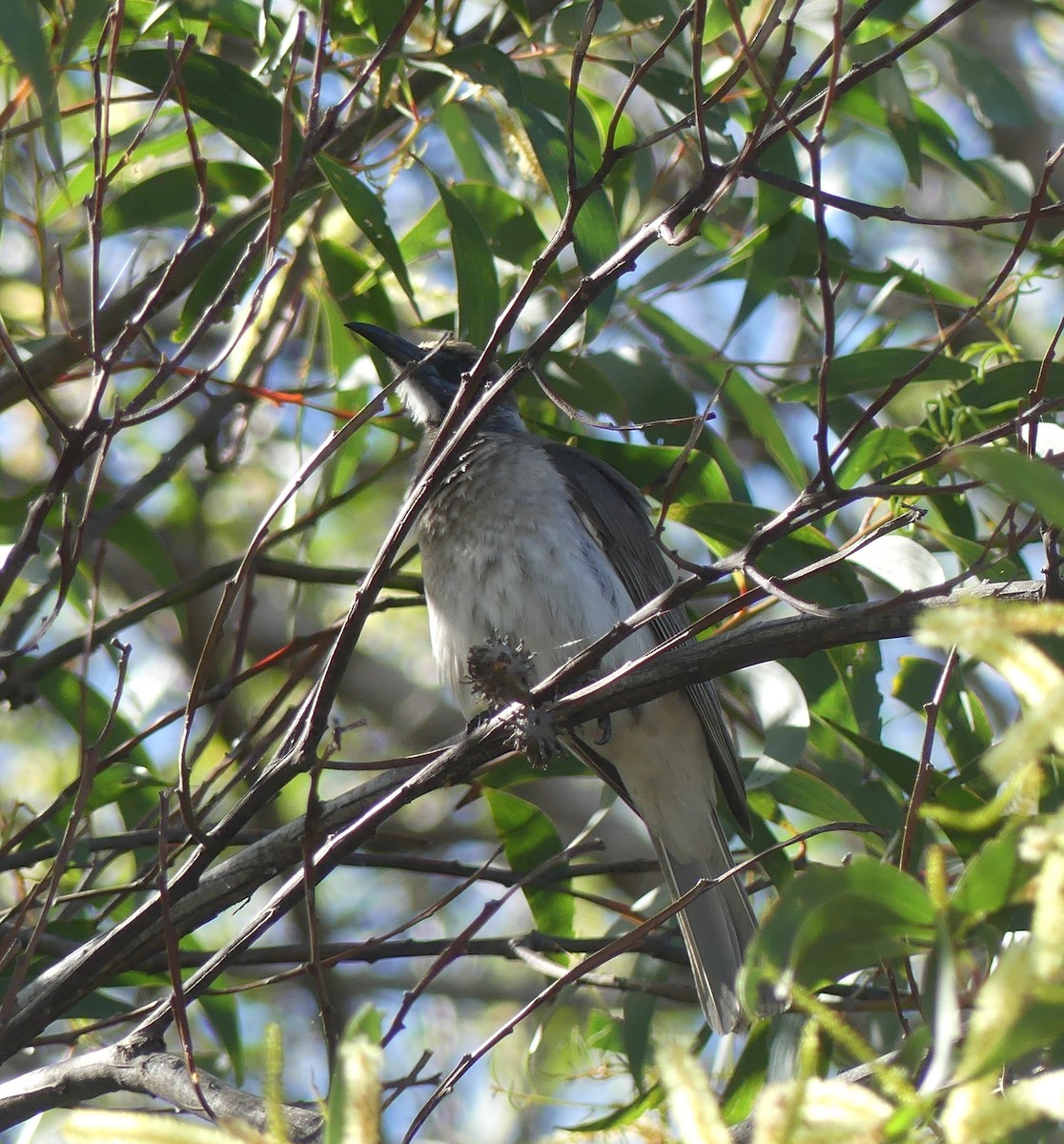 Little Friarbird - ML247151401