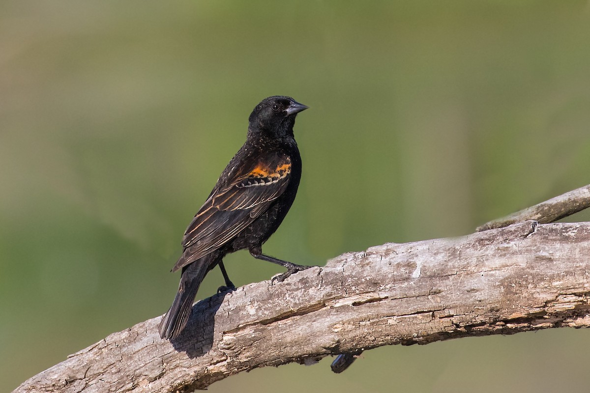 Red-winged Blackbird - Dorna Mojab