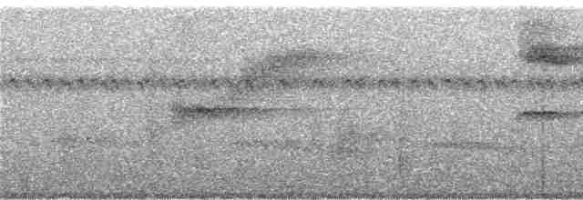 rødknoppkeiserdue (rufigula) - ML247155