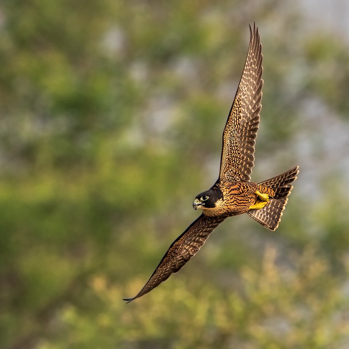 Peregrine Falcon (Shaheen) - ML247155911