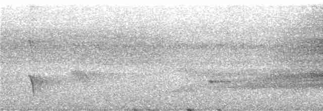 Yıldızlı Drongo (longirostris) - ML247157