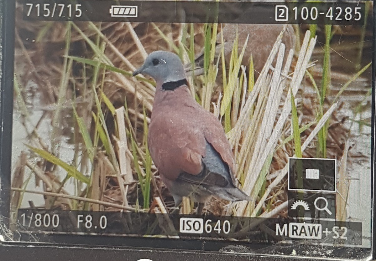 Red Collared-Dove - ML247161461