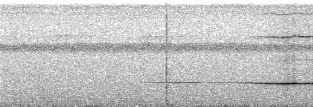 Сверкающий дронго (longirostris) - ML247163