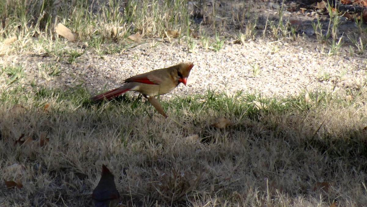 Northern Cardinal - Malini Kaushik