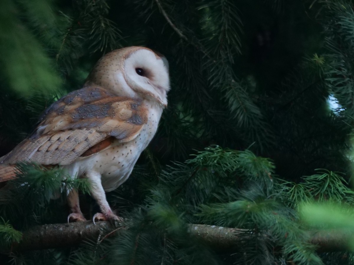 Barn Owl - Timothy Garland
