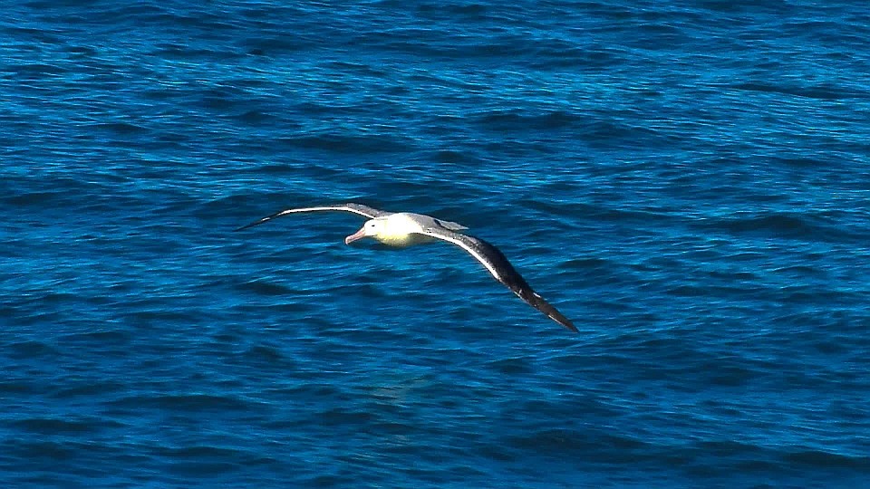 Northern/Southern Royal Albatross - ML247166271
