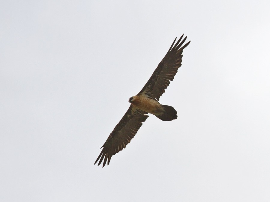 Bearded Vulture (African) - ML247166571