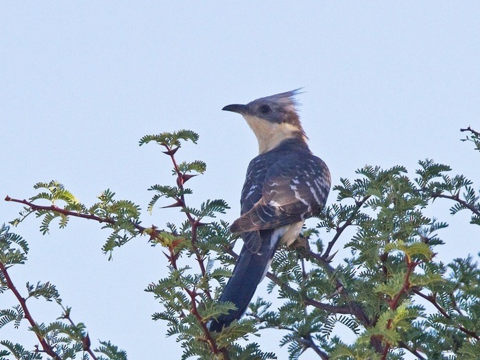 Great Spotted Cuckoo - Niall D Perrins