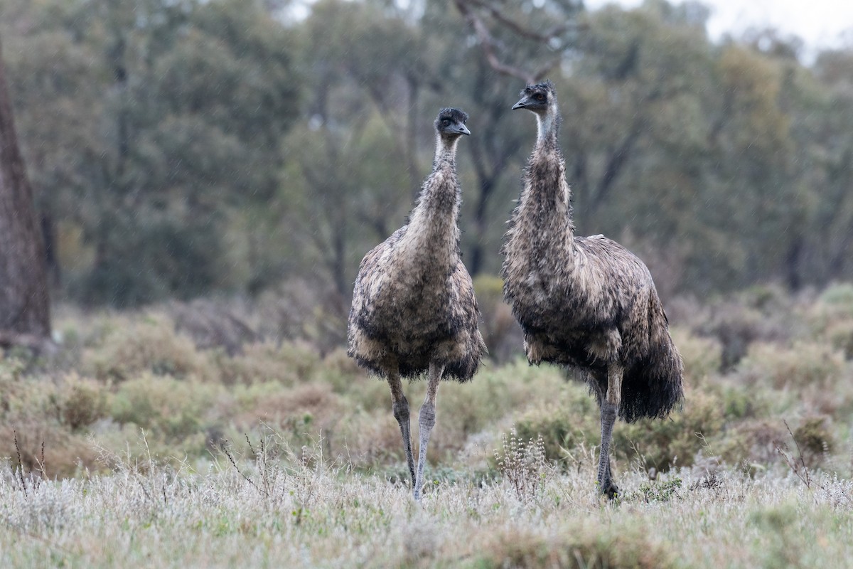 Emu - Lachlan Read