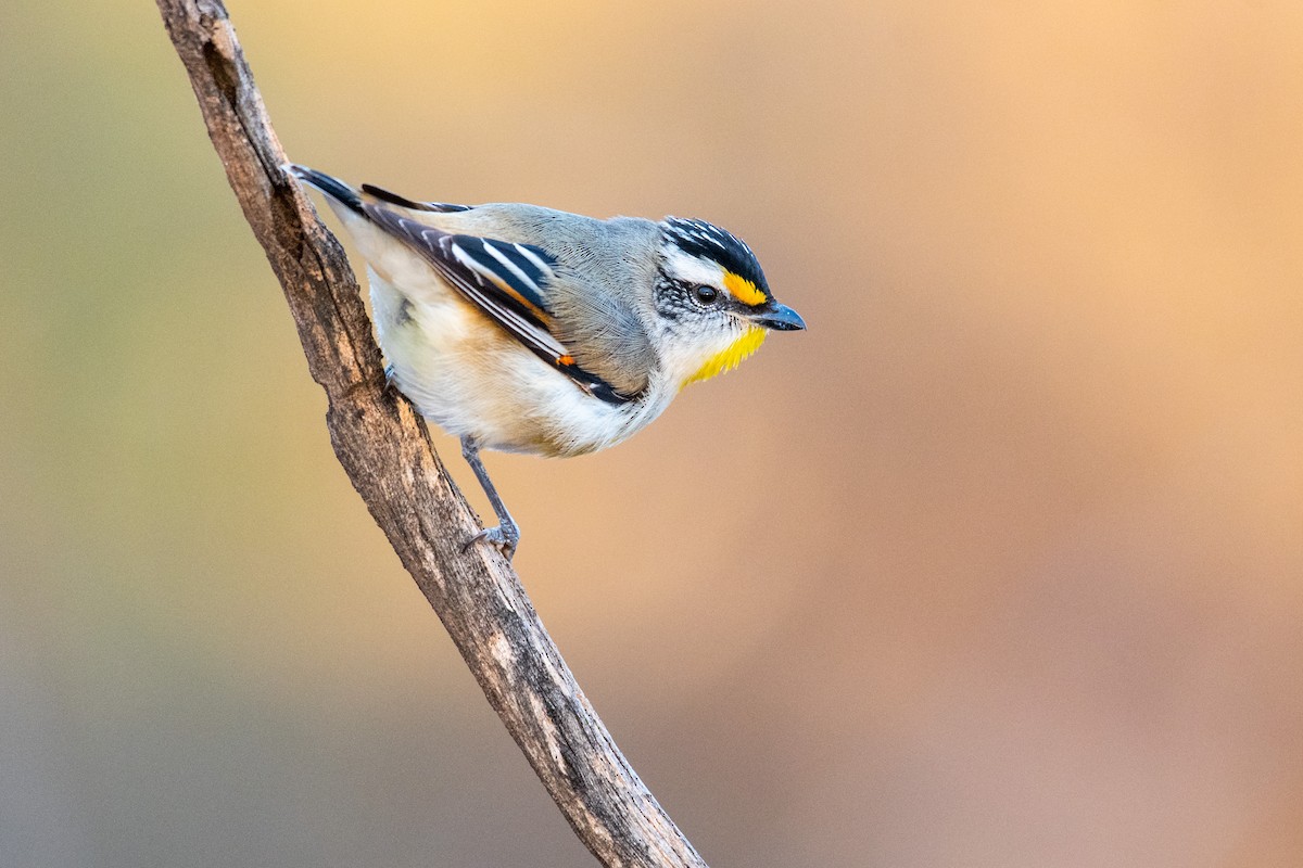 Striated Pardalote - Lachlan Read