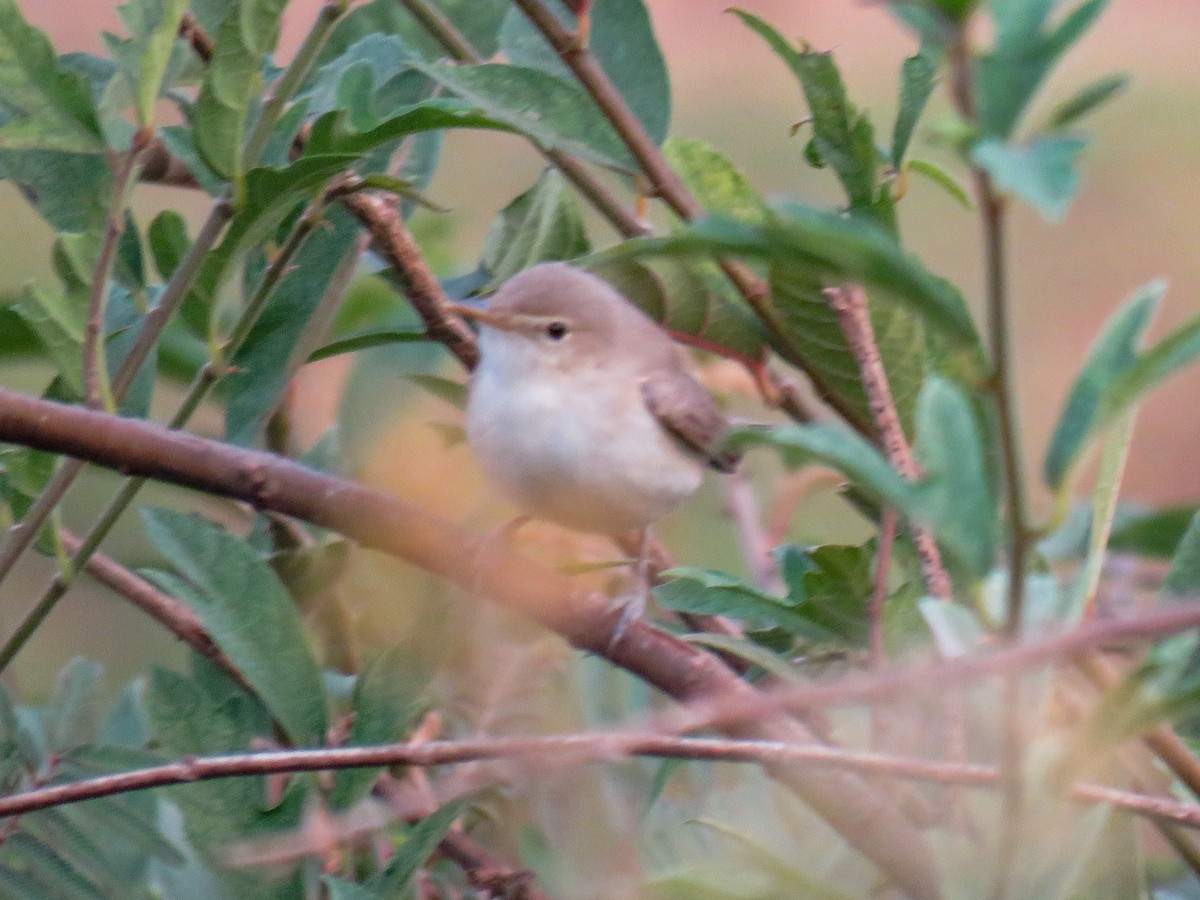Western Olivaceous Warbler - Antonio Xeira