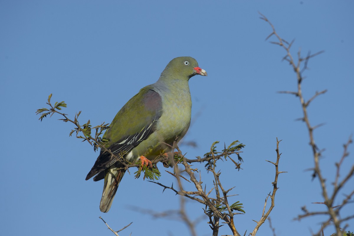 African Green-Pigeon - Juan van den Heever