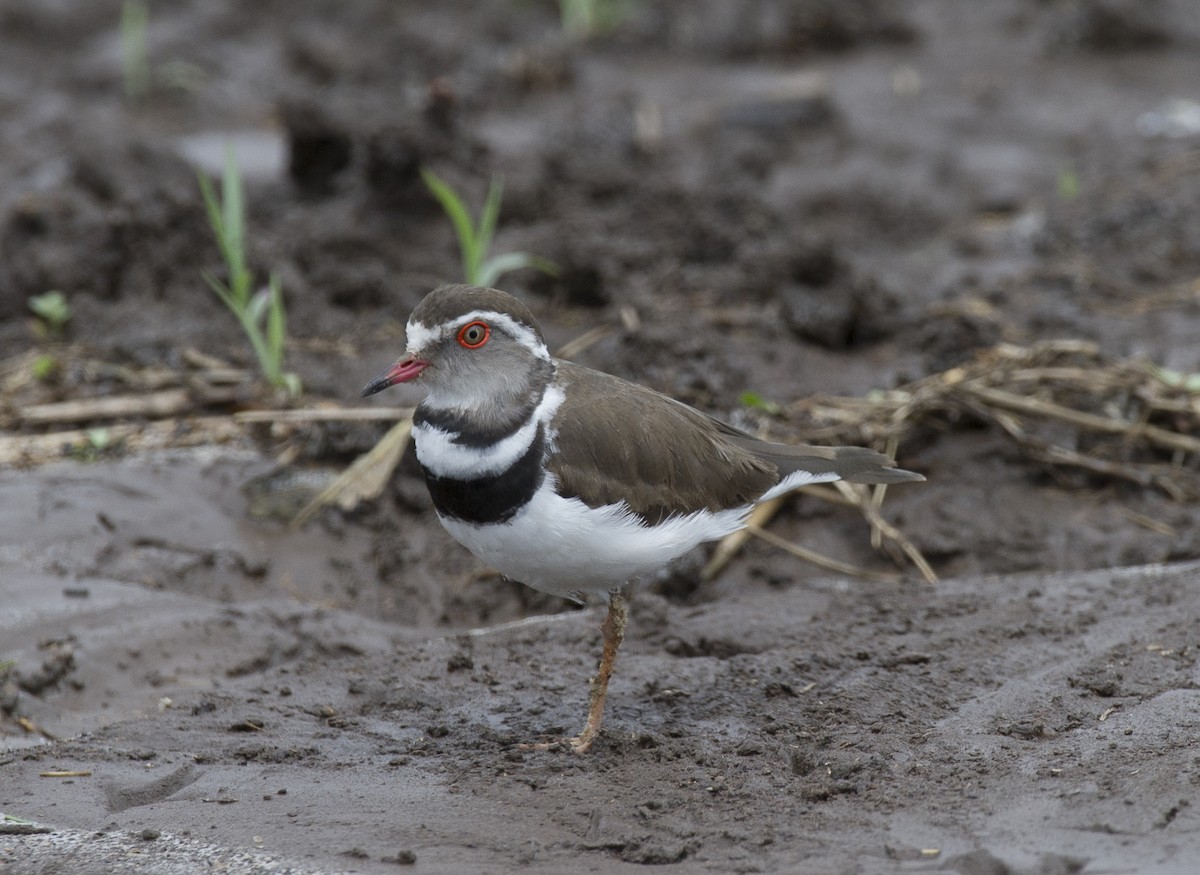 Three-banded Plover - ML247176791