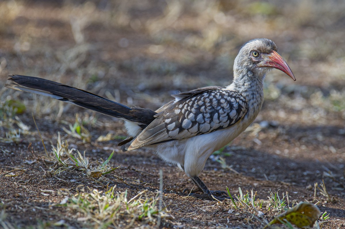 Southern Red-billed Hornbill - Juan van den Heever