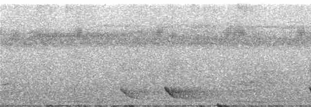 Méliphage de San Cristobal - ML247178