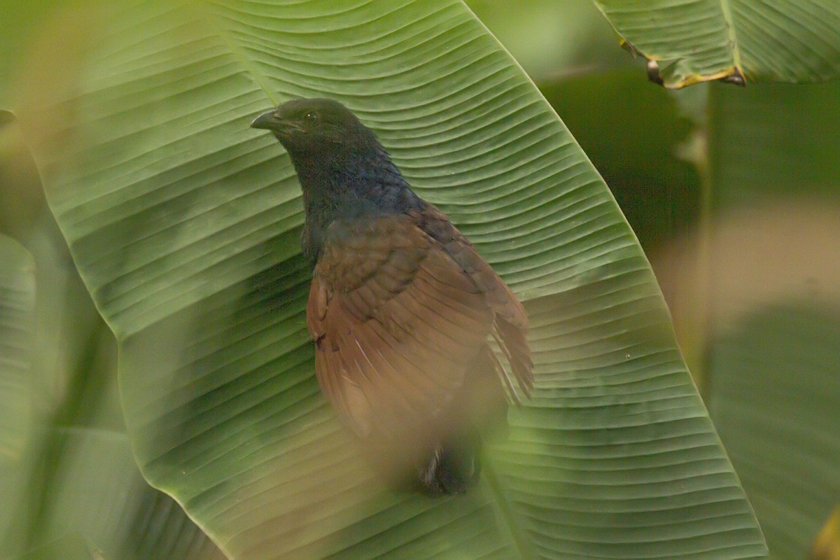 Greater Coucal - ML247178671