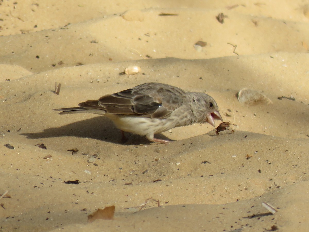 White-rumped Seedeater - ML247179001