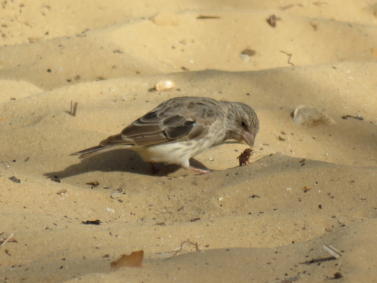 White-rumped Seedeater - ML247179081