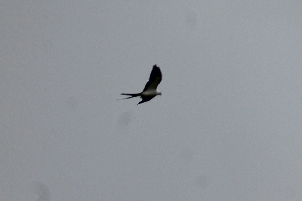 Swallow-tailed Kite - ML247181011