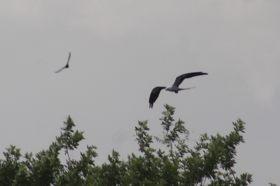 Swallow-tailed Kite - ML247181021