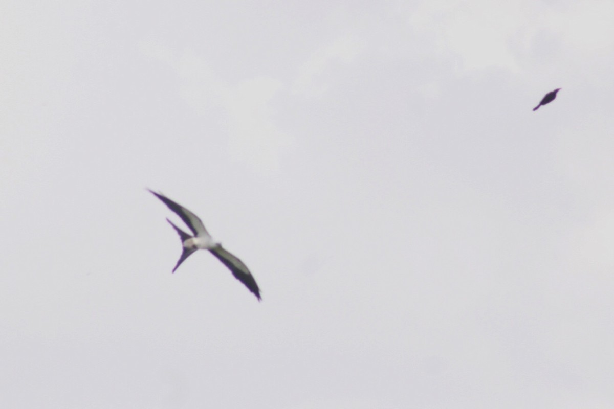 Swallow-tailed Kite - ML247181031