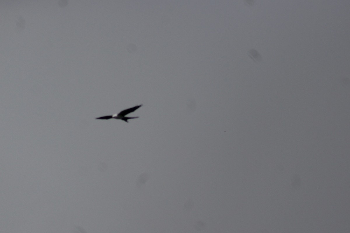 Swallow-tailed Kite - ML247181051