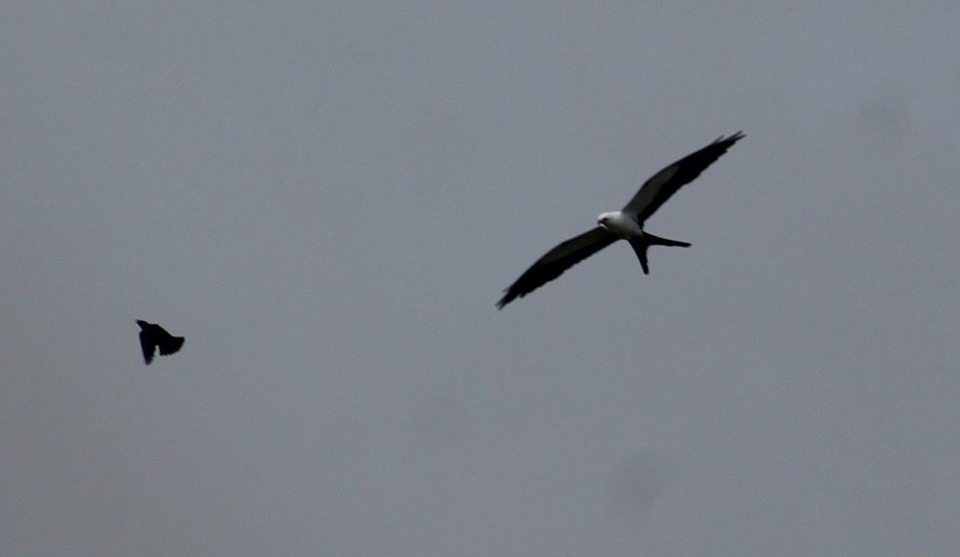 Swallow-tailed Kite - ML247181071