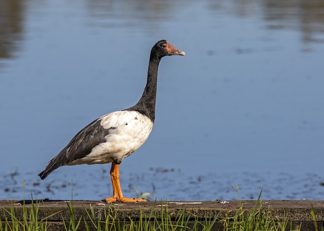 Ganso Australiano Ebird