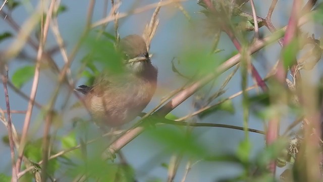 Common Reed Warbler - ML247190341