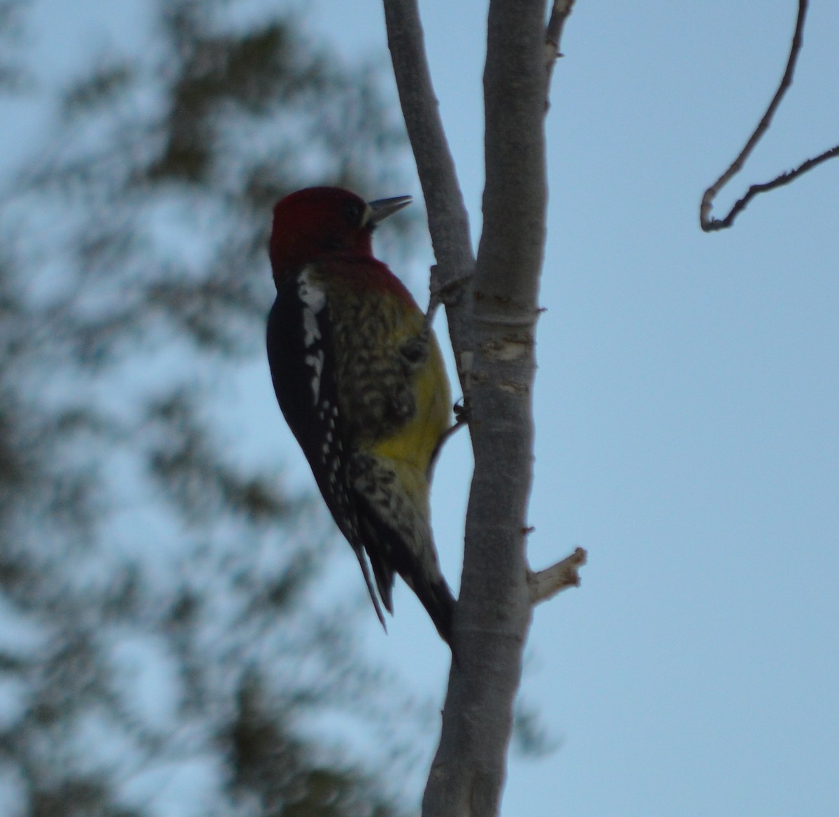 Red-breasted Sapsucker - ML24719281