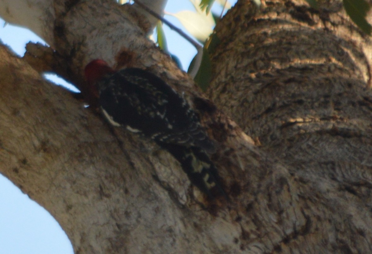 Red-breasted Sapsucker - ML24719291
