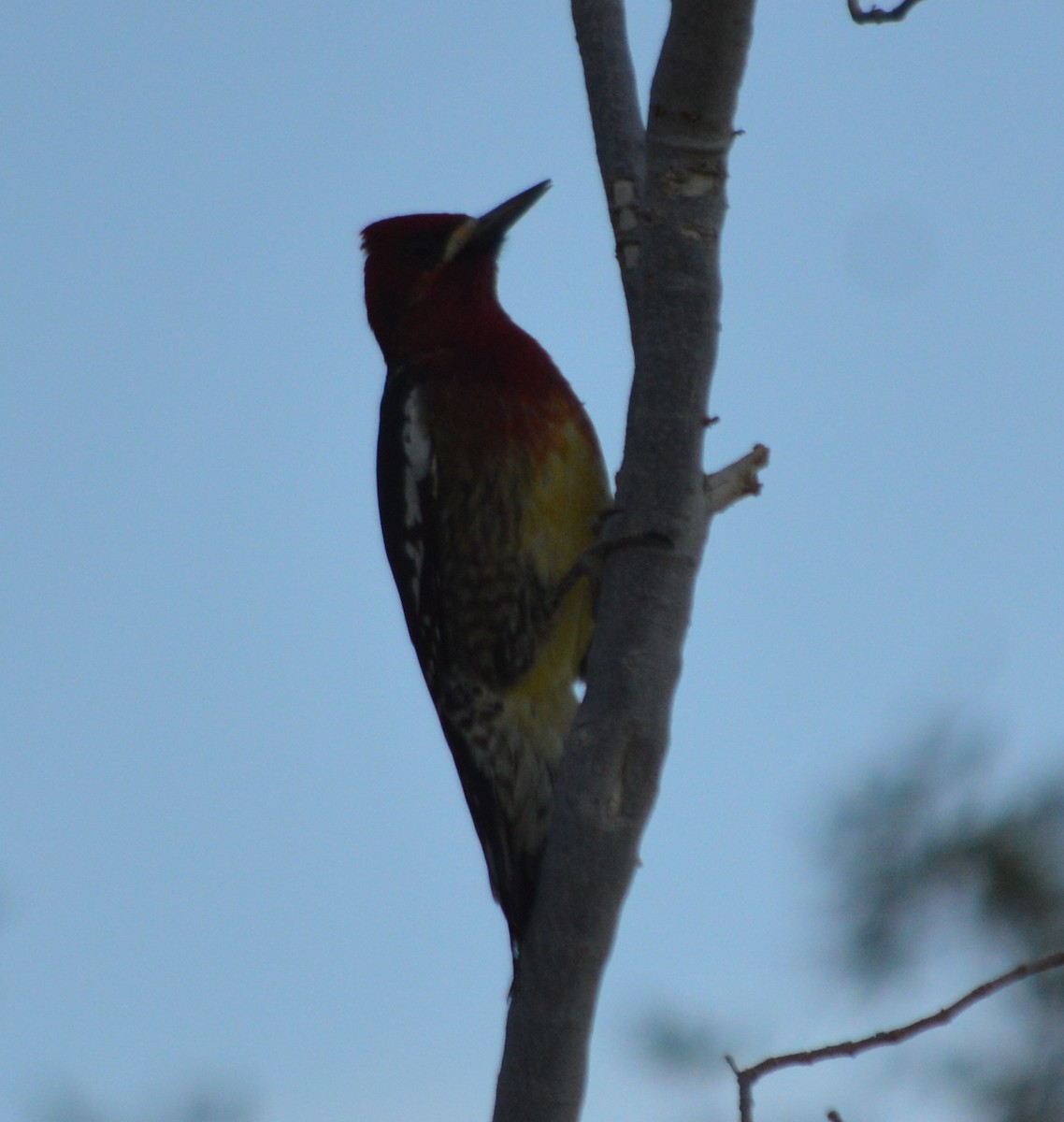 Red-breasted Sapsucker - ML24719311