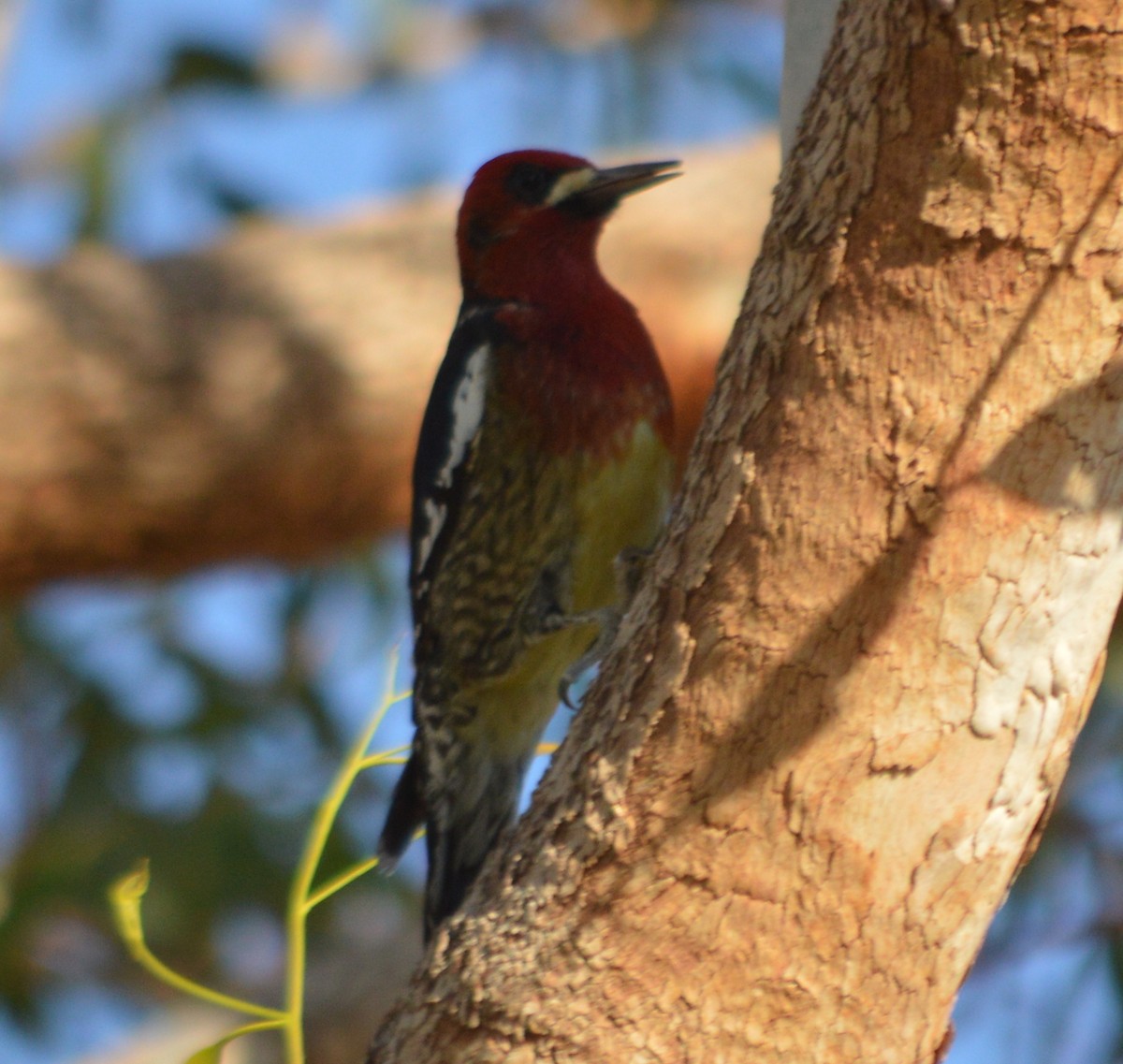 Red-breasted Sapsucker - ML24719321