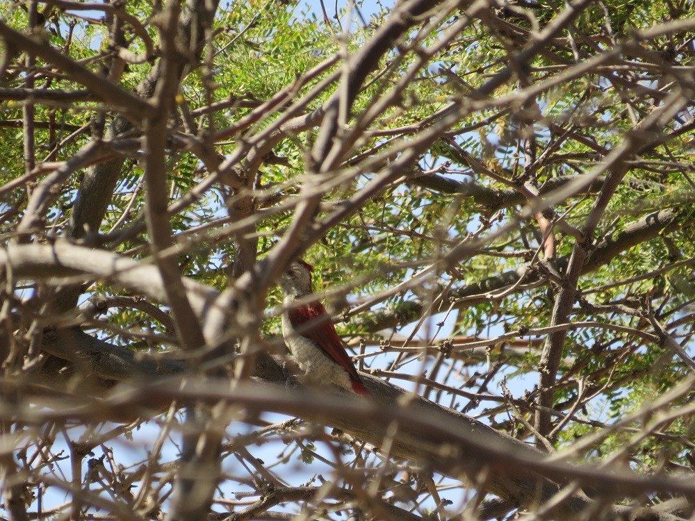 Scarlet-backed Woodpecker - ML247196081
