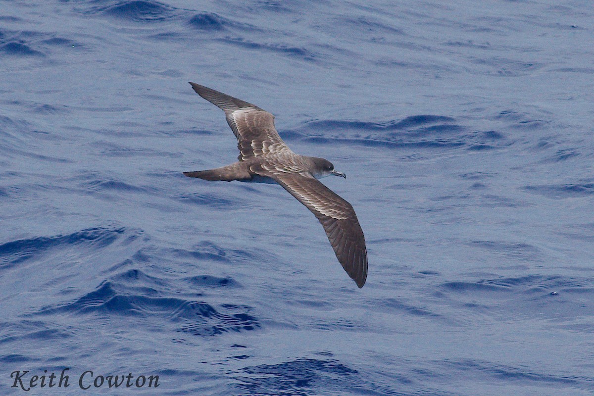 Wedge-tailed Shearwater - Keith Cowton