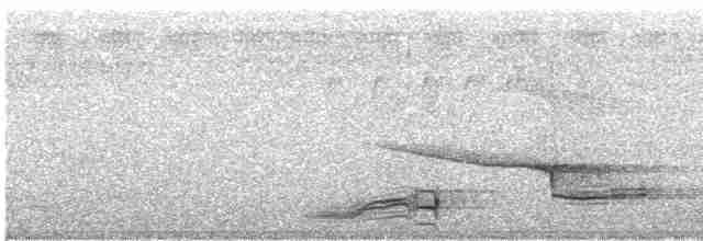 Long-tailed Myna - ML247202