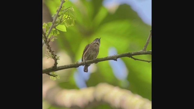 Olivaceous Piculet - ML247206511