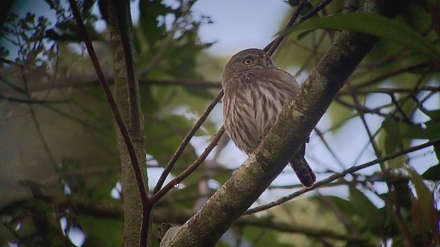 Ferruginous Pygmy-Owl - ML247207181