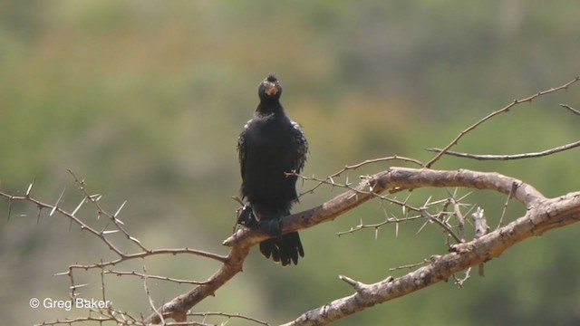 Long-tailed Cormorant - ML247211321