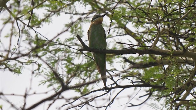 Blue-cheeked Bee-eater - ML247211431