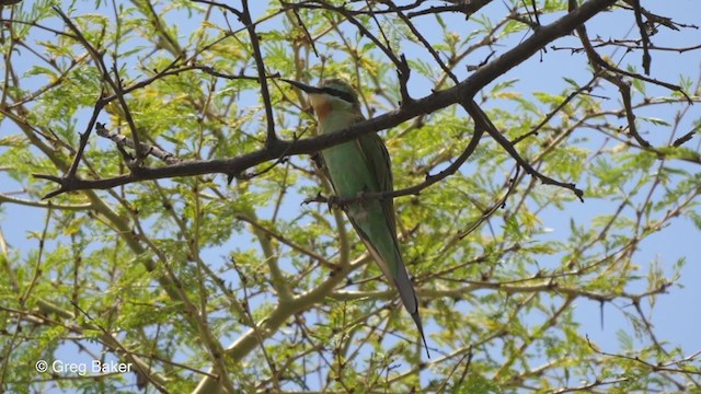 Blue-cheeked Bee-eater - ML247211481