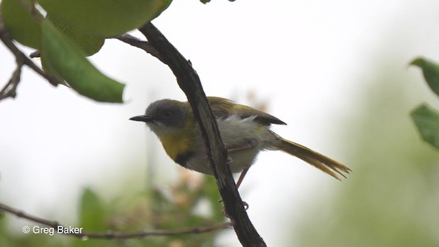 Yellow-breasted Apalis - ML247211631