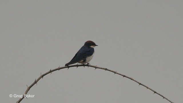 Wire-tailed Swallow - ML247211851