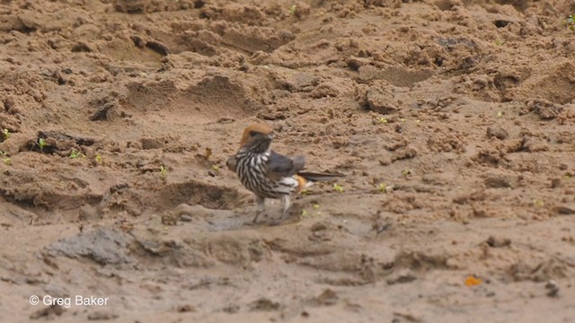Lesser Striped Swallow - ML247212081