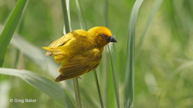 African Golden-Weaver - ML247213451