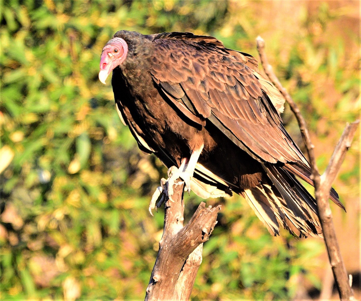 Turkey Vulture - ML247214881