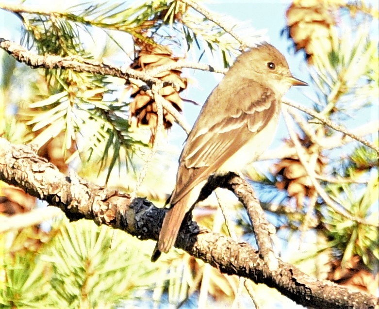 Greater Pewee - ML247214931