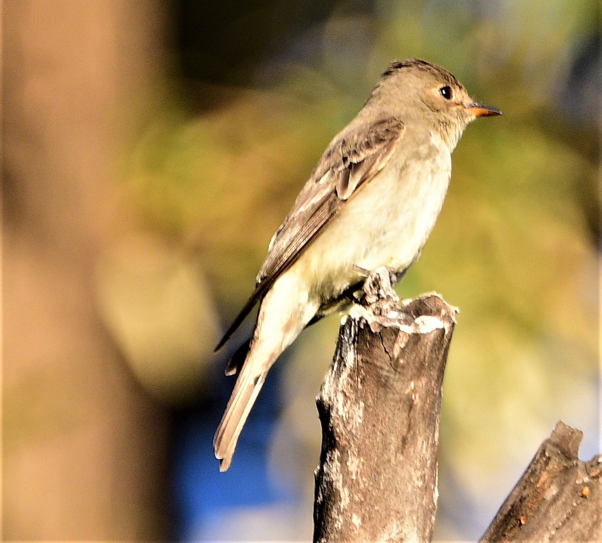 Greater Pewee - ML247215071