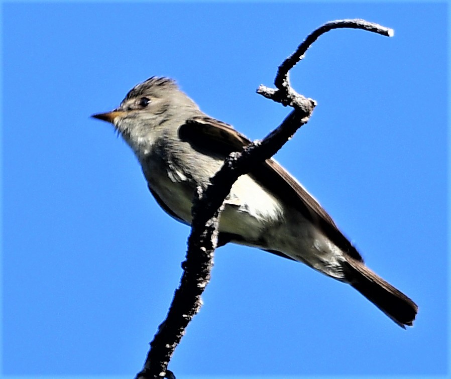 Greater Pewee - ML247215141